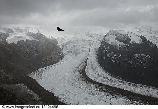 Vogel fliegt über schneebedeckte Landschaft