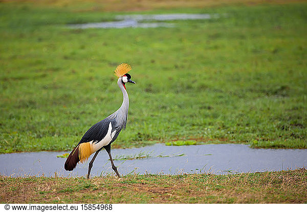 Vogel läuft im Sumpf in Kenia
