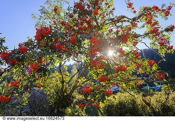 Vogelbeerbaum (Sorbus aucuparia)  beleuchtet vom Sonnenlicht