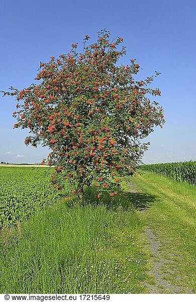 Vogelbeere (Sorbus aucuparia)  Baum am Feldweg  Zweige mit Früchten  blauer Himmel  Nordrhein-Westfalen  Deutschland  Europa