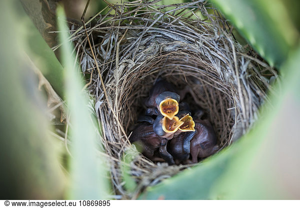 Vogelsäuglinge im Nest Mund offen