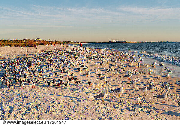 Vogelschwarm am Strand des Lovers Key State Park Fort Myers Florida USA