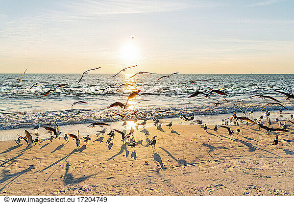 Vogelschwarm am Strand des Lovers Key State Park mit Sonnenuntergang im Hintergrund  Fort Myers  Florida  USA