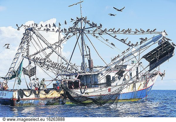 Vogelschwarm auf Fischerboot  Drake-Bucht  Halbinsel Osa  Costa Rica  Mittelamerika