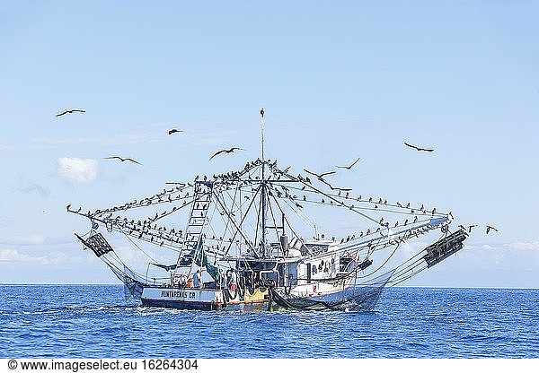 Vogelschwarm auf Fischerboot  Drake-Bucht  Halbinsel Osa  Costa Rica  Mittelamerika