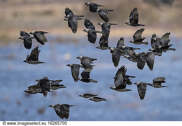 Vogelschwarm Dohlen (Corvus monedula) fliegt über Wasser  Västergötland  Schweden  Europa