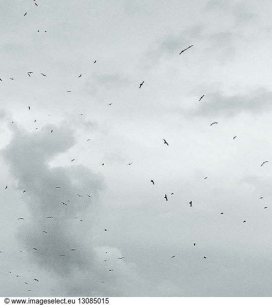 Vogelschwarm fliegt bei bedecktem Himmel
