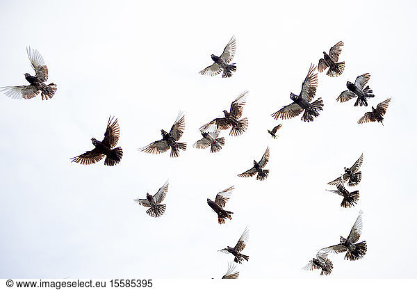 Vogelschwarm fliegt bei klarem Himmel