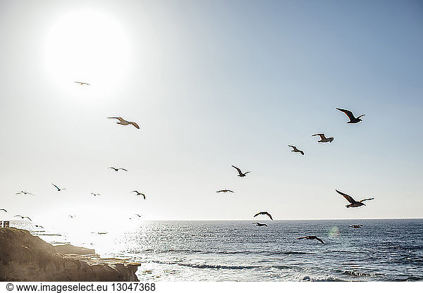 Vogelschwarm fliegt bei Sonnenuntergang über das Meer