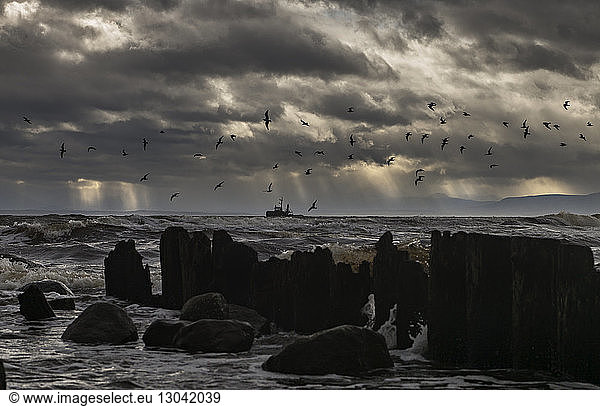 Vogelschwarm fliegt über dem Meer gegen Gewitterwolken