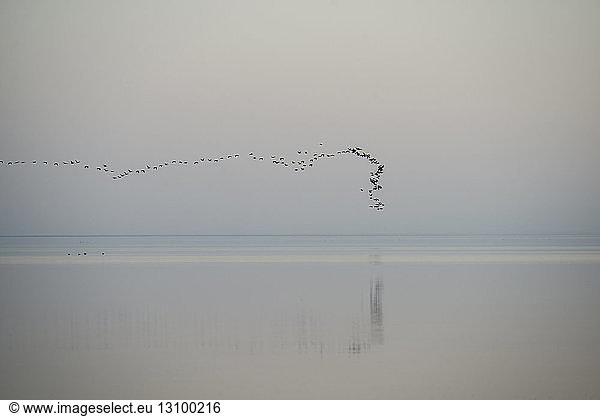 Vogelschwarm fliegt über Salton Sea gegen den Himmel