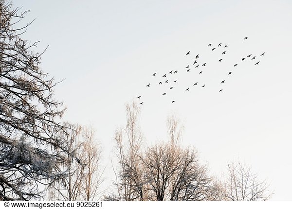 Vogelschwarm fliegt über schneebedeckte Bäume