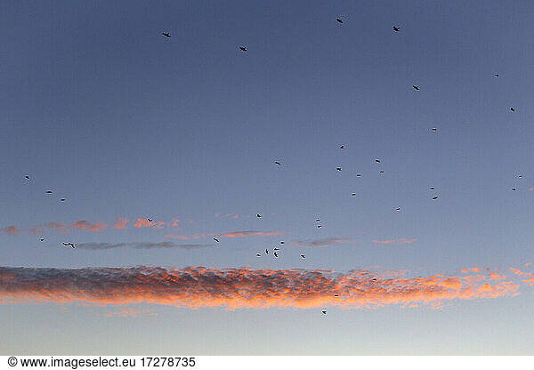 Vogelschwarm fliegt gegen den Himmel in der Abenddämmerung