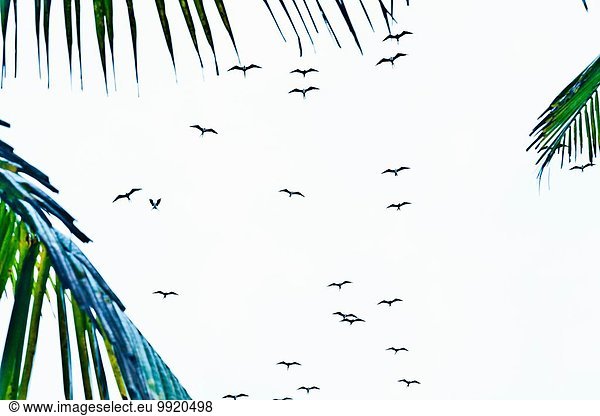 Vogelschwarm  Ipanema Strand  Rio De Janeiro  Brasilien