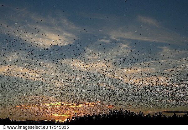 Vogelschwarm mit Staren bei Sonnenuntergang