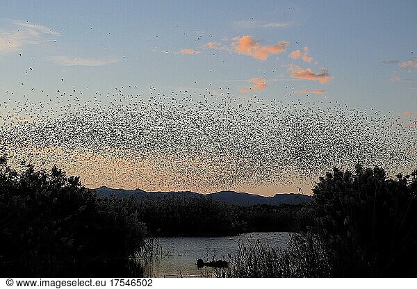 Vogelschwarm mit Staren über See bei Sonnenuntergang