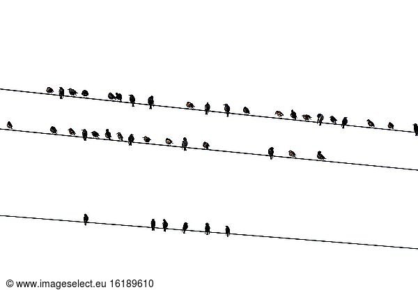 Vogelschwarm  Stare (Sturnidae) auf Überlandleitung  Frankreich  Europa