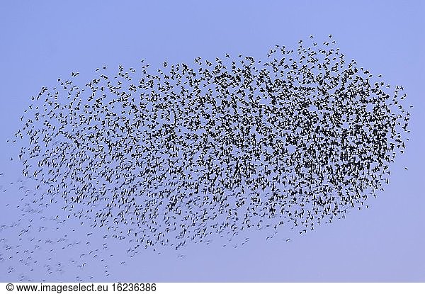 Vogelschwarm  Stare (Sturnus vulgaris) am Abendhimmel  Vechta  Niedersachsen  Deutschland  Europa