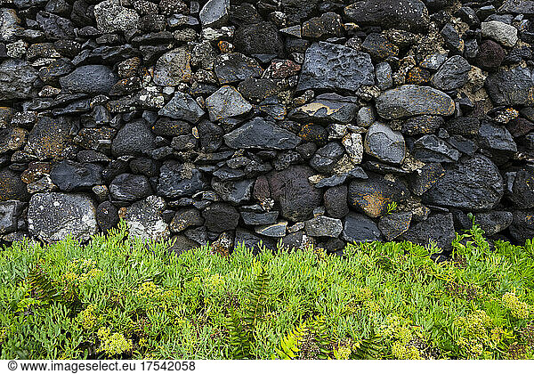 Volcanic rock wall near fresh green plants