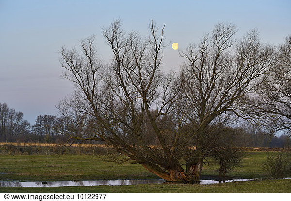 Vollmond über einem alten Baum  Wesel  Niederrhein  Nordrhein-Westfalen  Deutschland  Europa