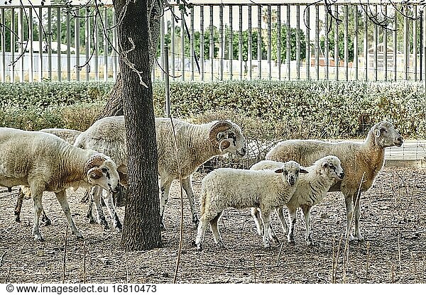 Vom Aussterben bedrohte Herde von Churras-Lebrijanas-Schafen  Sevilla  Andalusien  Spanien  Europa.