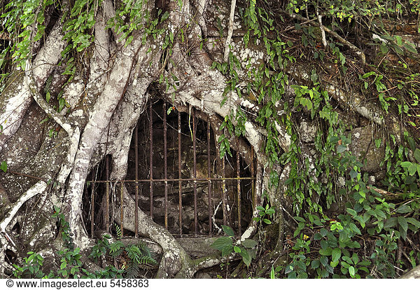 Vom Dschungel überwucherte Gefängniszelle im Regenwald auf Ilha Grande  Brasilien  Südamerika
