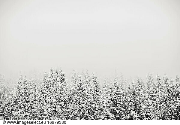 Vom Schneesturm bedeckte Kiefern verschwinden im Nebel  Saddleback  Maine