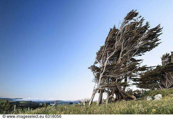 Vom Wind geformter Baum  Halbinsel Otago Peninsula  Südinsel  Neuseeland  Ozeanien
