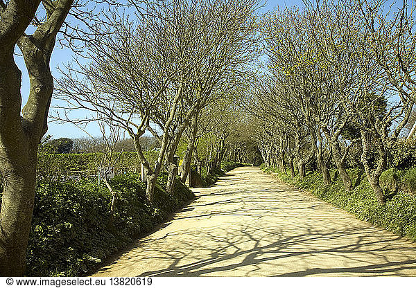 Von Bäumen gesäumte Allee auf sandiger unbefestigter Straße  Insel Sark  Kanalinseln  Großbritannien