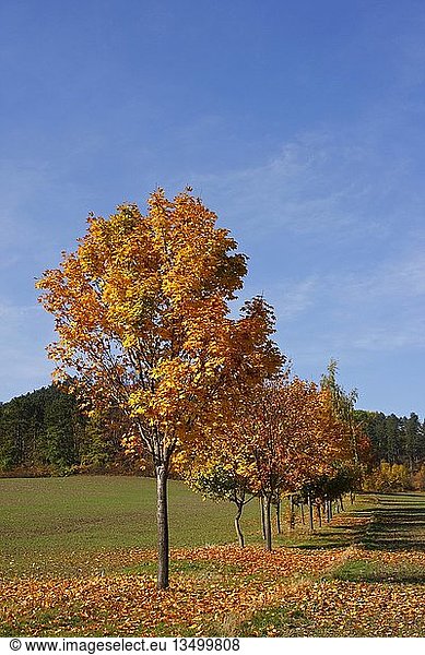 Von Bäumen gesäumte Allee im Herbst  Thüringen  Deutschland  Europa