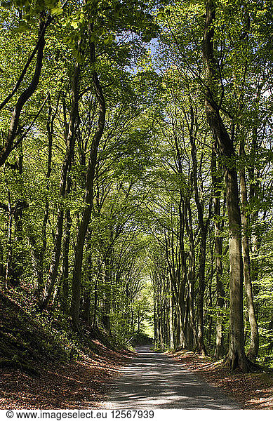 Von Bäumen gesäumte Straße  Castleton  Derbyshire.
