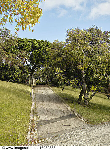Von Bäumen gesäumte Straße im Parque Eduardo VII