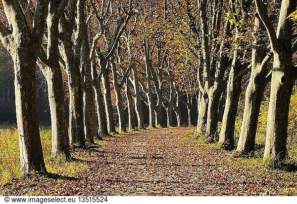 Von Bäumen gesäumte Straße Platanen (Platanus) im Herbst Landkreis Konstanz oder Konstanz Baden-Württemberg Deutschland Europa
