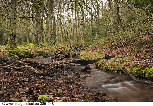 Von Bäumen gesäumter Bach fließt durch Holford Combe an der nördlichen Flanke des Quantock Hill in Somerset  England  Großbritannien  Europa ausgekleidet