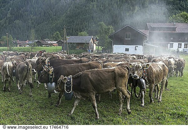 Von der Alm kommende Kühe zum Viehscheid mit Schellen geschmückt  Bad Hindelang  Allgäu  Bayern  Deutschland  Europa