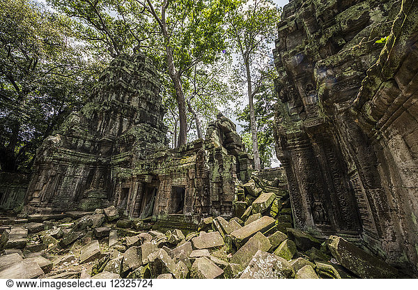 Von der Vegetation überwucherte Tempelruine Ta Prohm; Angkor  Siem Reap  Kambodscha