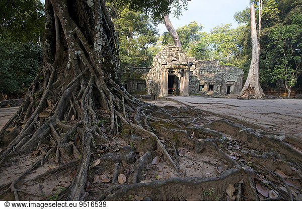 Von einer Würgefeige (Ficus virens) überwachsenene Tempelanlage Ta Prohm,  Region Angkor,  Siem Reap,  Kambodscha,  Asien