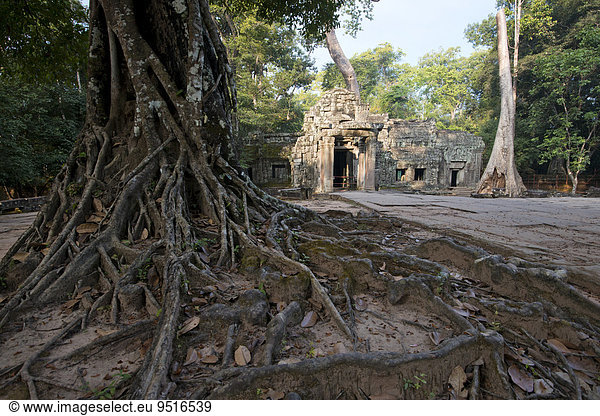 Von einer Würgefeige (Ficus virens) überwachsenene Tempelanlage Ta Prohm Region Angkor Siem Reap Kambodscha Asien