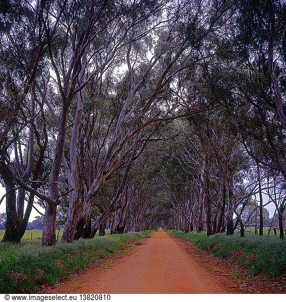 Von Eukalyptusbäumen gesäumte Landstraße mit roter Erde im ländlichen Victoria  Australien