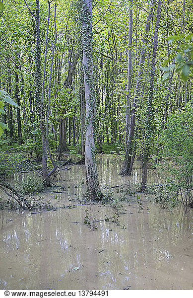 Von starkem Regen überflutete Laubwälder  Suffolk  England