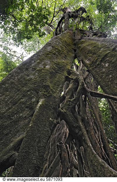 Von Würgefeige (Ficus sp.) erwürgter Baum  es steht nur noch die Feige als Gerüst  Nationalpark Rincon de la Vieja  Provinz Guanacaste  Costa Rica  Mittelamerika