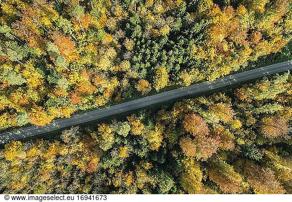Von Wald gesäumte Straße im Herbst  Zürcher Oberland  Schweiz  Europa