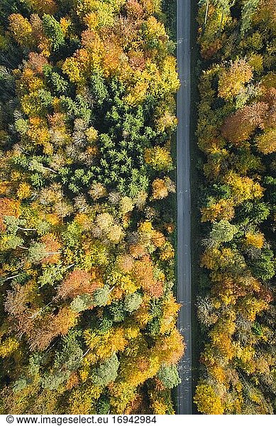 Von Wald gesäumte Straße im Herbst  Zürcher Oberland  Schweiz  Europa