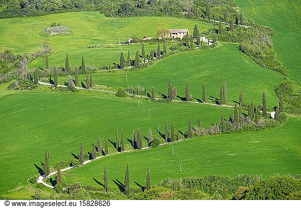 Von Zypressen gesäumte kurvenreiche Straße durch die toskanische Landschaft  Val d'Orcia  T