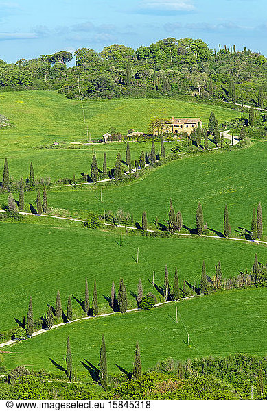 Von Zypressen gesäumte kurvenreiche Straße durch die toskanische Landschaft  Val d'Orcia  Toskana  Italien