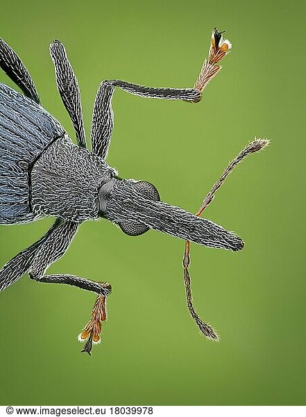 Vorderer Körper eines Rüsselkäfers (Oxystoma ochropus) in dorsaler Ansicht