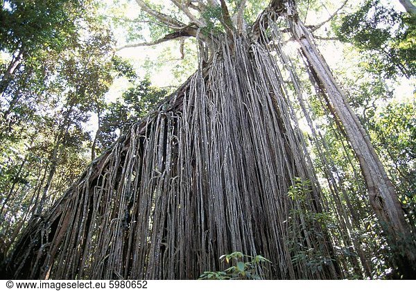 Vorhang-feige  eine riesige 15 m hohen erstickender Parasit im Wald nahe Yungaburra  Atherton Tablelands  Queensland  Australien  Pazifik