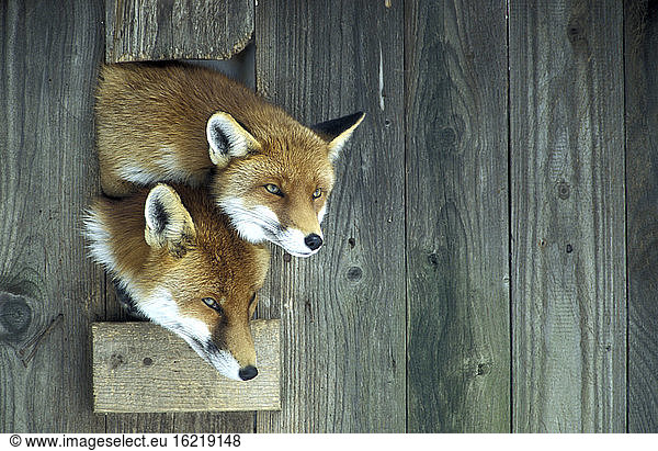 Vulpes vulpes  Red Foxes