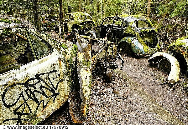 VW- Käfer in einer Reihe  Autofriedhof Båstnäs  Värmland  Schweden  Europa