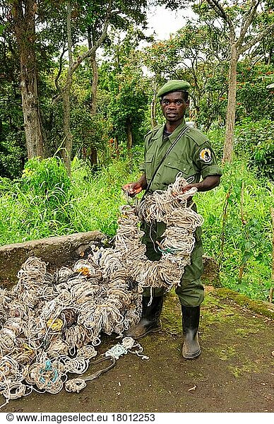 Wächter zeigt alle Tierfallen  die innerhalb von zwei Monaten im Virunga-Nationalpark  gesammelt wurden  Lebensraum des Berggorillas  Demokratische Republik Kongo